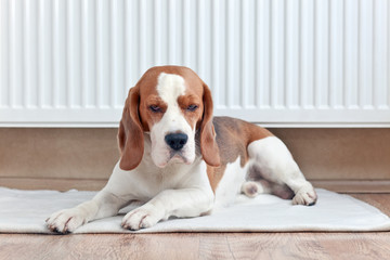 The Beagle lays near a warm radiator