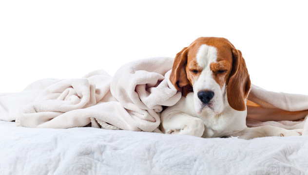 Beagle under blanket , isolated on white background