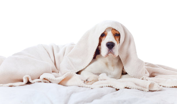 Beagle under blanket , isolated on white background