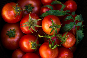 Red ripe tomatoes in metal bowl on old red wooden table in garden on sunny day
