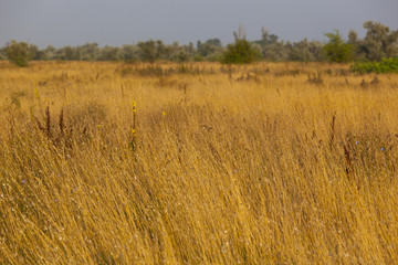 Obraz premium dried yellow grass and green trees
