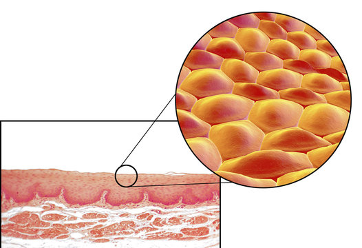 Human cells, light micrograph and 3D illustration. Micrograph shows non-keratinized stratified squamous epithelium of esophagus