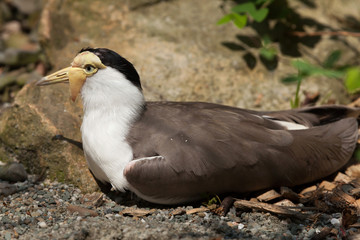 Masked lapwing (Vanellus miles miles).