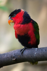 Black-capped lory (Lorius lory erythrothorax)