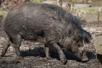 Visayan warty pig (Sus cebifrons).