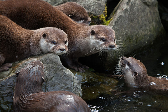 Oriental small-clawed otter (Amblonyx cinerea)