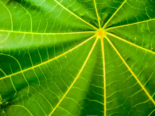 Ricinus communis leaf detail on surface