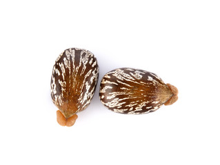 Castor seeds on white background