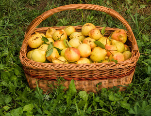 Basket with nice yellow pears on grass