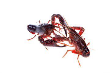Crawfish