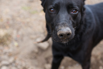 портрет собаки с грязным носом