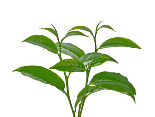 green tea leaf isolated on white background