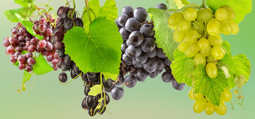 Obrazy na Plexi  kiście winogron