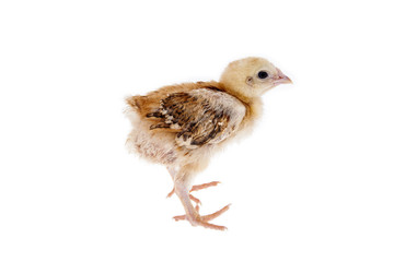 chick