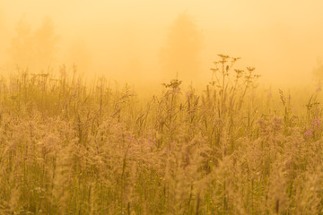 Fototapeta premium Golden sunshine above countryside field at morning