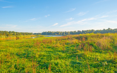 Fototapeta premium Shore of a lake during the golden hour