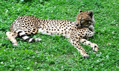 Cheetah in the grass
