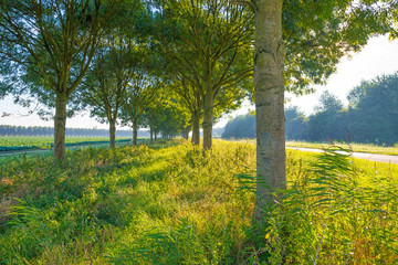 Trees in a field at sunrise