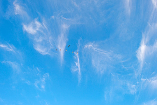 Birds flying in a blue cloudy sky