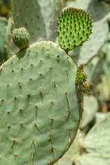 Green Cactus Fields In Summer