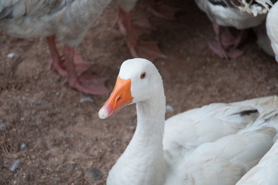 Onda - Geese