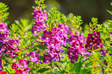  Purple flowers in the garden in the afternoon