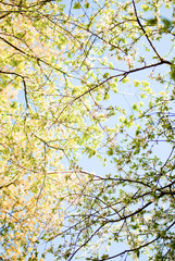Tree branches with blossoming white flowers and green leaves. Sp