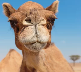 Papier Peint photo autocollant Chameau chameaux dans le désert
