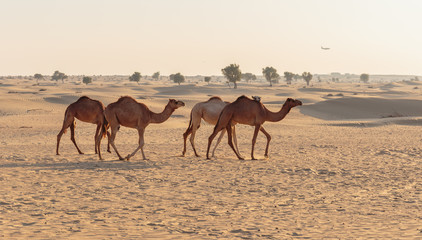 camels in the desert