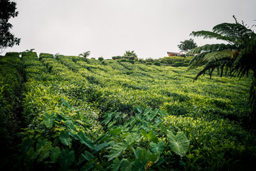 Teeplantage 1