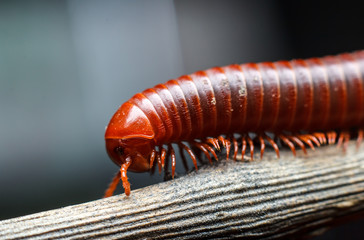 the millipede walking