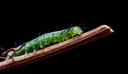 Macro close up Caterpillar, green worm 