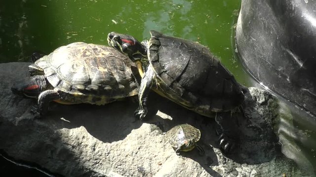 Freshwater tortoise (LAT. Trachemys scripta) on a summer day
