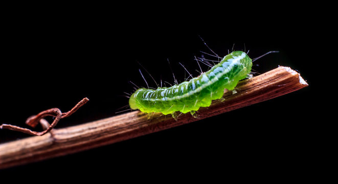 Macro close up Caterpillar, green worm 