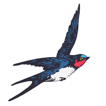 Vector hand drawn swallow bird illustration. Flying swift detailed sketch, beautiful animal in the wild