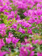 Fototapeta premium the bougainvillaea