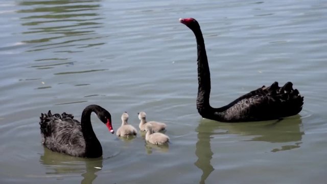 A family of black swans.