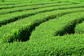 Irrgarten aus Ligusterhecken