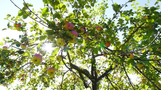 Apfelbaum mit roten &Auml;pfeln, Streuobstwiese