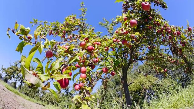Apfelbaum mit roten Äpfeln, Streuobstwiese