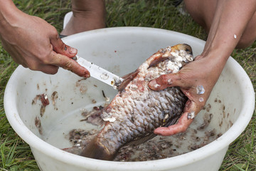 gutting and cleaning fish closeup