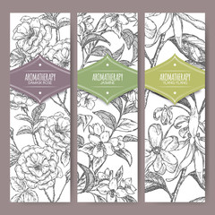 Three vector banners Damask rose, jasmine, ylang sketch. Aromatherapy series. - 119069479