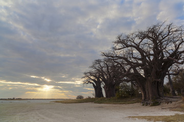 Fototapeta na wymiar Sun through clouds at Baines Baobabs