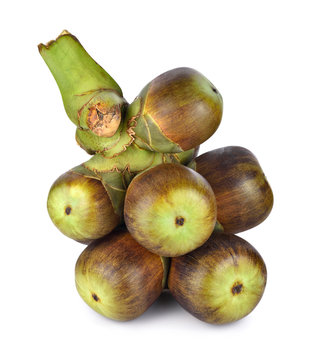 Palmyra palm (Toddy palm) isolated on white background