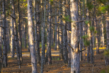 background of pine trees forest