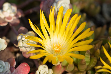 Delosperma Congestum