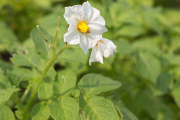 potato blossoms and leaves