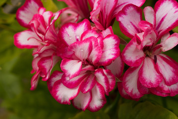 Pink and White Flowers
