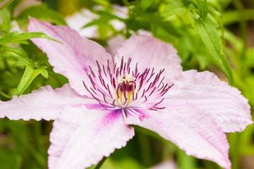 Pink Clematis