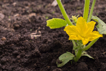 cucumber blossom